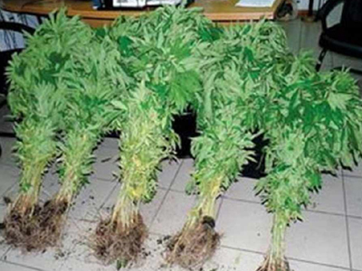 Έκρυβε ναρκωτικά στο μαντρί